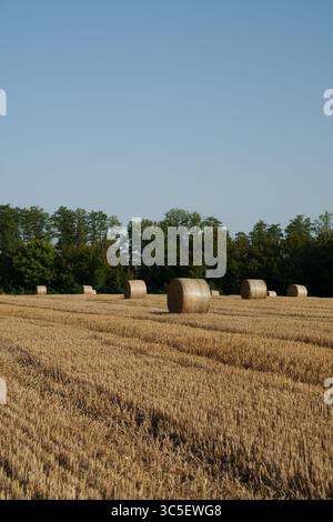 Champ doré avec des balles de foin rondes sur le fond d'une bande forestière verte sous un ciel bleu clair. La photo symbolise la fin de la récolte, Banque D'Images