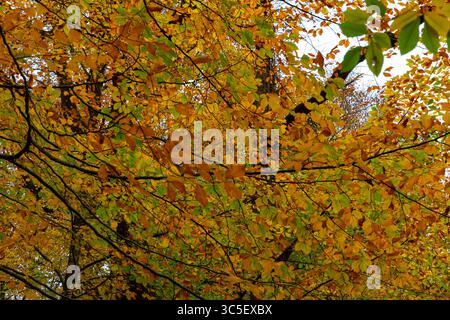 Diverses feuilles d'automne colorées sur l'arbre. Forêt dans la photo de fond d'automne. Banque D'Images