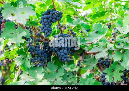Grappes de raisin de vin mûres accrochées à la vigne. Raisins accrochés sur un bouquet de vigne de raisin nature noire de près Banque D'Images