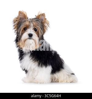 Chien Biewer Yorkshire Terrier mignon, assis sur le côté. En regardant vers la caméra. Isolé sur fond blanc. Banque D'Images