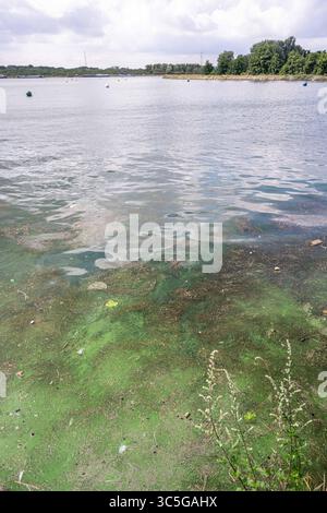 Oelegem, Belgique. 30 juillet 2025. La photo montre des algues bleu-vert dans Albert canal, à Oelegem, le mercredi 30 juillet 2025. BELGA PHOTO JONAS ROOSENS crédit : Belga News Agency/Alamy Live News Banque D'Images