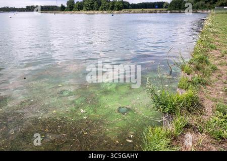 Oelegem, Belgique. 30 juillet 2025. La photo montre des algues bleu-vert dans Albert canal, à Oelegem, le mercredi 30 juillet 2025. BELGA PHOTO JONAS ROOSENS crédit : Belga News Agency/Alamy Live News Banque D'Images