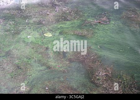 Oelegem, Belgique. 30 juillet 2025. La photo montre des algues bleu-vert dans Albert canal, à Oelegem, le mercredi 30 juillet 2025. BELGA PHOTO JONAS ROOSENS crédit : Belga News Agency/Alamy Live News Banque D'Images