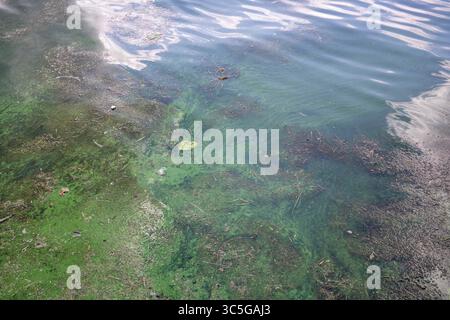 Oelegem, Belgique. 30 juillet 2025. La photo montre des algues bleu-vert dans Albert canal, à Oelegem, le mercredi 30 juillet 2025. BELGA PHOTO JONAS ROOSENS crédit : Belga News Agency/Alamy Live News Banque D'Images