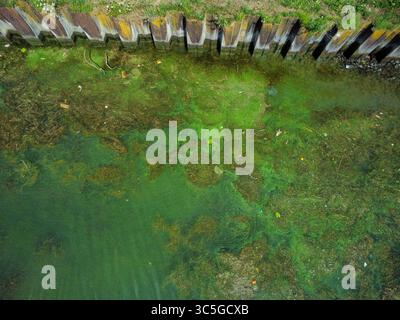 Oelegem, Belgique. 30 juillet 2025. La photo montre des algues bleu-vert dans Albert canal, à Oelegem, le mercredi 30 juillet 2025. BELGA PHOTO JONAS ROOSENS crédit : Belga News Agency/Alamy Live News Banque D'Images
