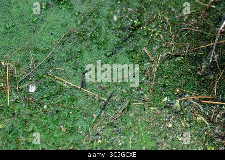 Oelegem, Belgique. 30 juillet 2025. La photo montre des algues bleu-vert dans Albert canal, à Oelegem, le mercredi 30 juillet 2025. BELGA PHOTO JONAS ROOSENS crédit : Belga News Agency/Alamy Live News Banque D'Images