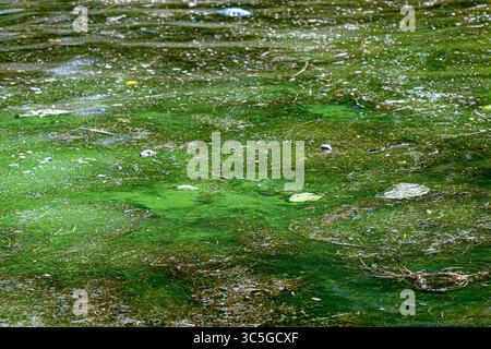 Oelegem, Belgique. 30 juillet 2025. La photo montre des algues bleu-vert dans Albert canal, à Oelegem, le mercredi 30 juillet 2025. BELGA PHOTO JONAS ROOSENS crédit : Belga News Agency/Alamy Live News Banque D'Images