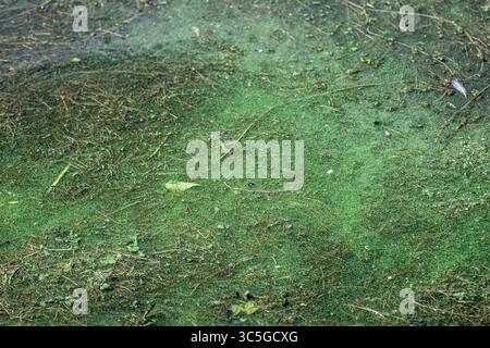 Oelegem, Belgique. 30 juillet 2025. La photo montre des algues bleu-vert dans Albert canal, à Oelegem, le mercredi 30 juillet 2025. BELGA PHOTO JONAS ROOSENS crédit : Belga News Agency/Alamy Live News Banque D'Images