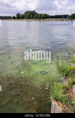 Oelegem, Belgique. 30 juillet 2025. La photo montre des algues bleu-vert dans Albert canal, à Oelegem, le mercredi 30 juillet 2025. BELGA PHOTO JONAS ROOSENS crédit : Belga News Agency/Alamy Live News Banque D'Images