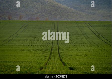 Vue aérienne du champ agricole vert avec des traces de pneus de tracteur au printemps Banque D'Images
