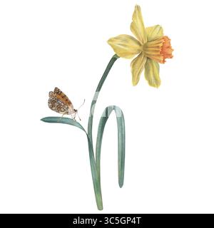 Fleur de jonquille de couleur jaune avec des feuilles vertes et papillon. Illustration florale d'aquarelle dessinée à la main sur fond isolé. Dessin botanique f Banque D'Images