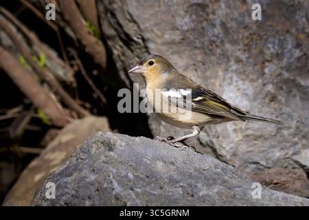 Hierro Chaffinch (Fringilla coelebs ombriosa) femelle debout en vue latérale sur un rocher Banque D'Images