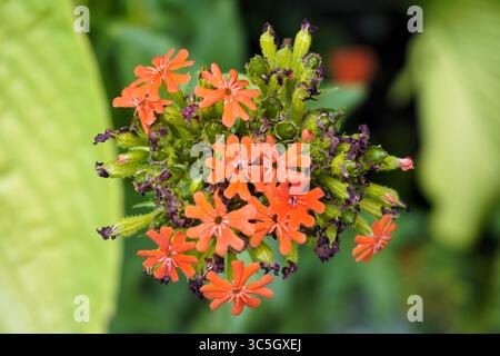 Silene Chalcedonica est une belle plante ornementale avec des fleurs rouges, également connu sous le nom de croix de Malte, fleur de Bristol, ou lychnis écarlate. Banque D'Images