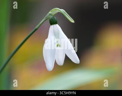 Tête de fleur de goutte de neige blanche unique (Galanthus nivalus) avec fond flou, Angleterre, Royaume-Uni. Banque D'Images