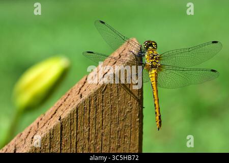 Libellule reposant sur une clôture en bois dans un jardin rural. Image macro montrant les ailes délicates, la structure du corps et le moment extérieur paisible dans l'environnement naturel Banque D'Images