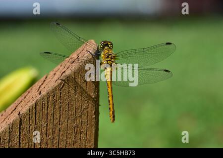 Libellule reposant sur une clôture en bois dans un jardin rural. Image macro montrant les ailes délicates, la structure du corps et le moment extérieur paisible dans l'environnement naturel Banque D'Images