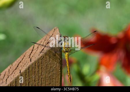 Libellule reposant sur une clôture en bois dans un jardin rural. Image macro montrant les ailes délicates, la structure du corps et le moment extérieur paisible dans l'environnement naturel Banque D'Images