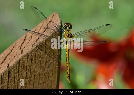Libellule reposant sur une clôture en bois dans un jardin rural. Image macro montrant les ailes délicates, la structure du corps et le moment extérieur paisible dans l'environnement naturel Banque D'Images