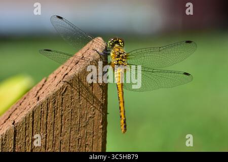 Libellule reposant sur une clôture en bois dans un jardin rural. Image macro montrant les ailes délicates, la structure du corps et le moment extérieur paisible dans l'environnement naturel Banque D'Images