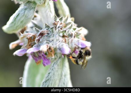 Abeille floue pollinisant des fleurs mauves douces dans une macro nature en gros plan. Des textures délicates et des couleurs vives soulignent le processus essentiel de pollinisation dans su Banque D'Images