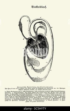 Anatomie : schéma de circulation sanguine, gravure du XIXe siècle avec descriptions allemandes Banque D'Images