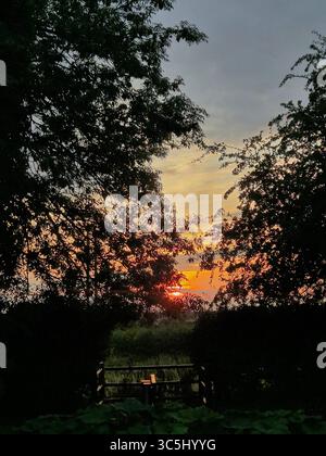 Coucher de soleil orange culminant à travers les arbres Banque D'Images