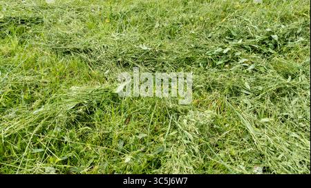 Herbe fraîchement tondue en tas sur un champ de prairie séchant sous les rayons du soleil du matin ou du soir. Banque D'Images