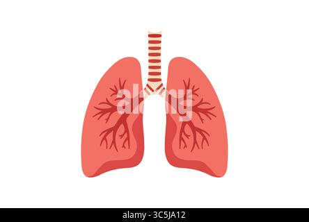 Anatomie des poumons illustration vectorielle du système d'organes. Illustration de Vecteur