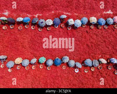 Vue aérienne de piments rouges éclatants étalés pour sécher sous le soleil, ponctués de parapluies colorés offrant de l'ombre, Sariakandi, district de Bogra, Bangladesh. Banque D'Images