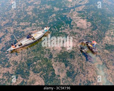 Vue aérienne de petits bateaux naviguant sur une voie navigable couverte d'algues denses, scène de vie et de beauté naturelle coexistant, Rajbari, Division de Dhaka, Bangladesh. Banque D'Images