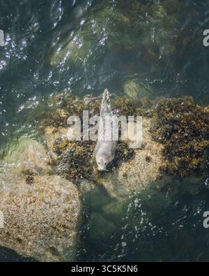 Vue aérienne d'un phoque gris se prélassant sur les rochers altérés, entouré par les eaux froides et ondulantes de la mer d'Irlande, Dublin, Irlande. Banque D'Images