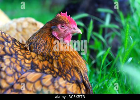 Vue rapprochée d'une poule vibrante aux motifs de plumes complexes reposant au milieu d'une herbe verte luxuriante dans un cadre extérieur serein. Banque D'Images