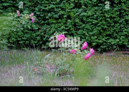 Syrets dendropark à Kiev, Ukraine. Aménagement paysager, plantes décoratives et fleurs. Banque D'Images