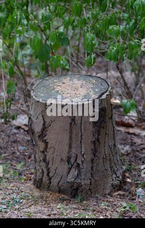 Syrets dendropark à Kiev, Ukraine. Aménagement paysager, plantes décoratives et fleurs. Banque D'Images