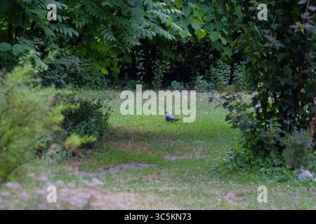 Syrets dendropark à Kiev, Ukraine. Aménagement paysager, plantes décoratives et fleurs. Banque D'Images