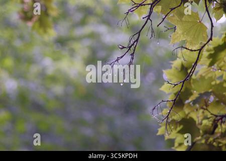 Syrets dendropark à Kiev, Ukraine. Aménagement paysager, plantes décoratives et fleurs. Banque D'Images
