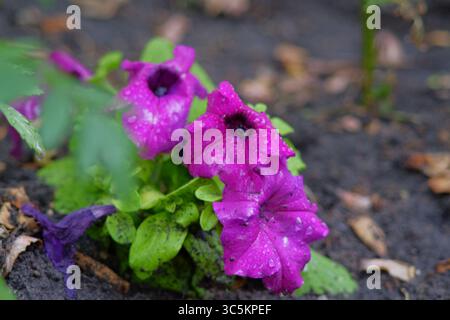 Syrets dendropark à Kiev, Ukraine. Aménagement paysager, plantes décoratives et fleurs. Banque D'Images