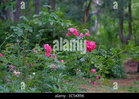 Syrets dendropark à Kiev, Ukraine. Aménagement paysager, plantes décoratives et fleurs. Banque D'Images