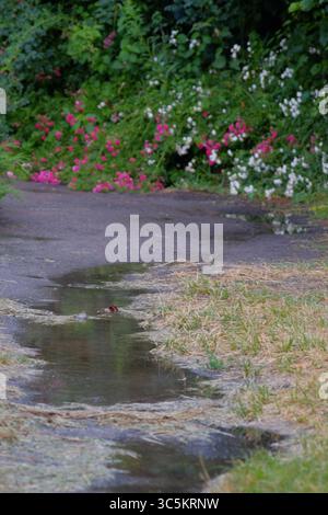 Syrets dendropark à Kiev, Ukraine. Aménagement paysager, plantes décoratives et fleurs. Banque D'Images