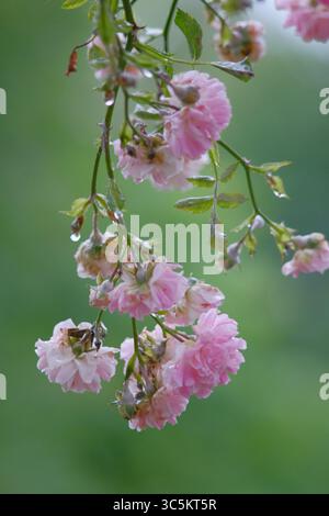 Syrets dendropark à Kiev, Ukraine. Aménagement paysager, plantes décoratives et fleurs. Banque D'Images