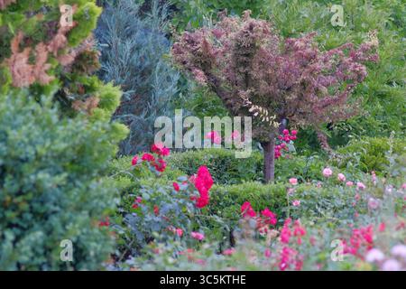 Syrets dendropark à Kiev, Ukraine. Aménagement paysager, plantes décoratives et fleurs. Banque D'Images