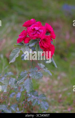 Syrets dendropark à Kiev, Ukraine. Aménagement paysager, plantes décoratives et fleurs. Banque D'Images