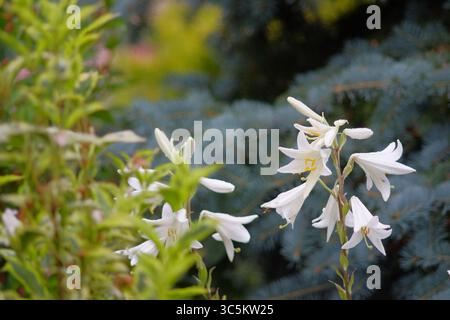 Syrets dendropark à Kiev, Ukraine. Aménagement paysager, plantes décoratives et fleurs. Banque D'Images