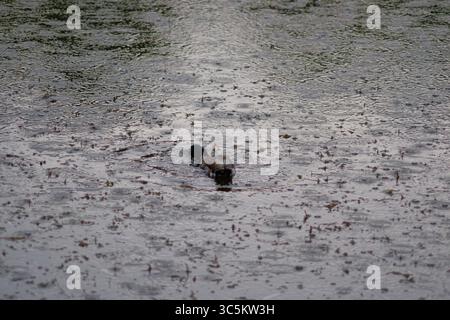 Syrets dendropark à Kiev, Ukraine. Aménagement paysager, plantes décoratives et fleurs. Banque D'Images