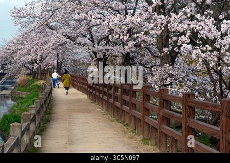 Les Japonais dehors au printemps pour le hanami (observation des cerisiers en fleurs) appréciant les arbres fleuris à Himeji, Hyogo, Japon. Banque D'Images