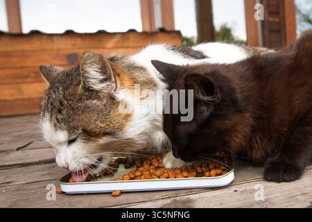 Gros plan de deux chats mangeant de la nourriture sèche dans un bol sur un porche en bois. Concept de soins pour animaux de compagnie, nutrition et amour pour les animaux. Banque D'Images