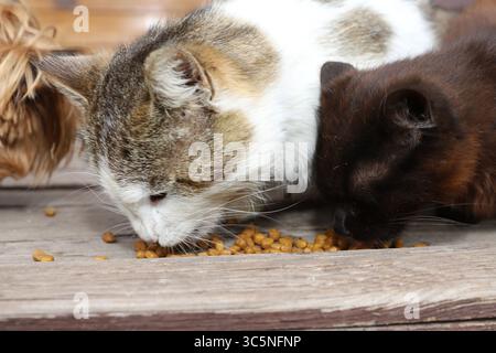 Gros plan de deux chats mangeant de la nourriture sèche dans un bol sur un porche en bois. Concept de soins pour animaux de compagnie, nutrition et amour pour les animaux. Banque D'Images