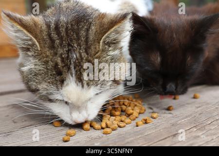 Gros plan de deux chats mangeant de la nourriture sèche dans un bol sur un porche en bois. Concept de soins pour animaux de compagnie, nutrition et amour pour les animaux. Banque D'Images
