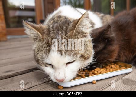 Gros plan de deux chats mangeant de la nourriture sèche dans un bol sur un porche en bois. Concept de soins pour animaux de compagnie, nutrition et amour pour les animaux. Banque D'Images