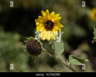 Un tournesol en fleurs à côté d'une tête de tournesol sans pétales, symbolisant le cycle de vie d'une fleur, capturée dans la lumière naturelle du soleil au Texas. Banque D'Images